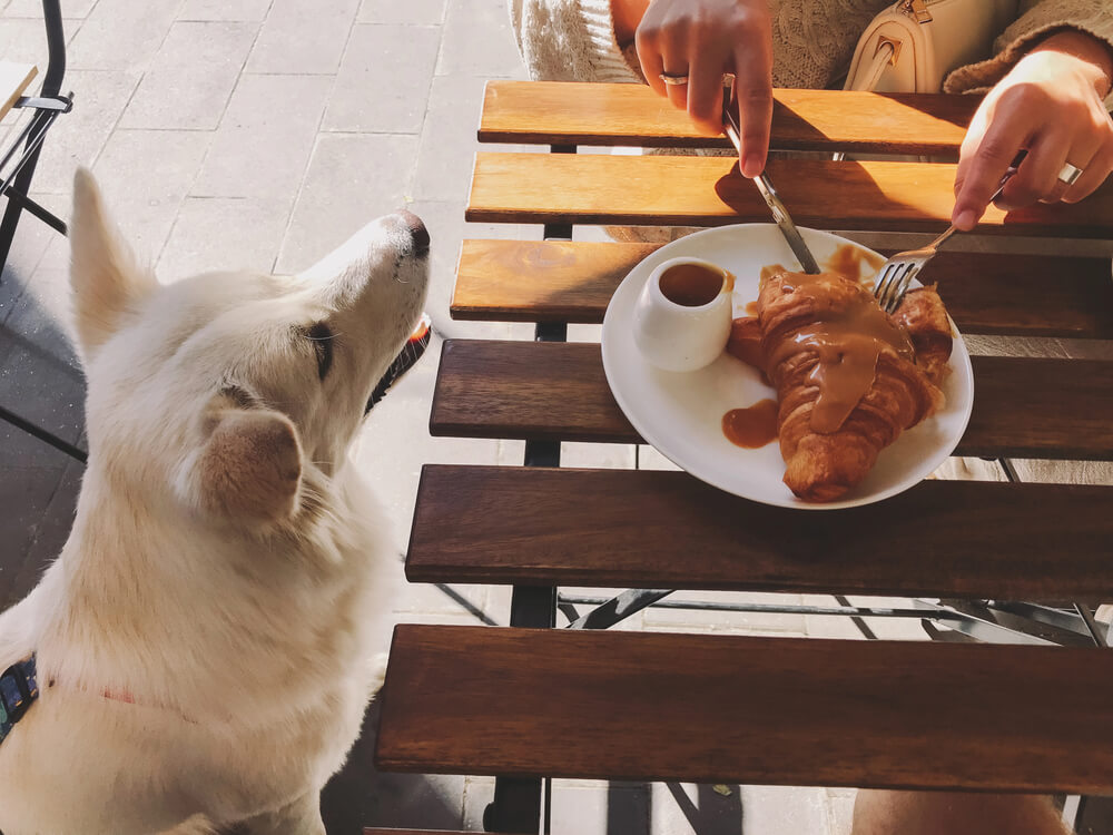 Metal coffee tables are scratch-resistant, making them better for those who have pets. 