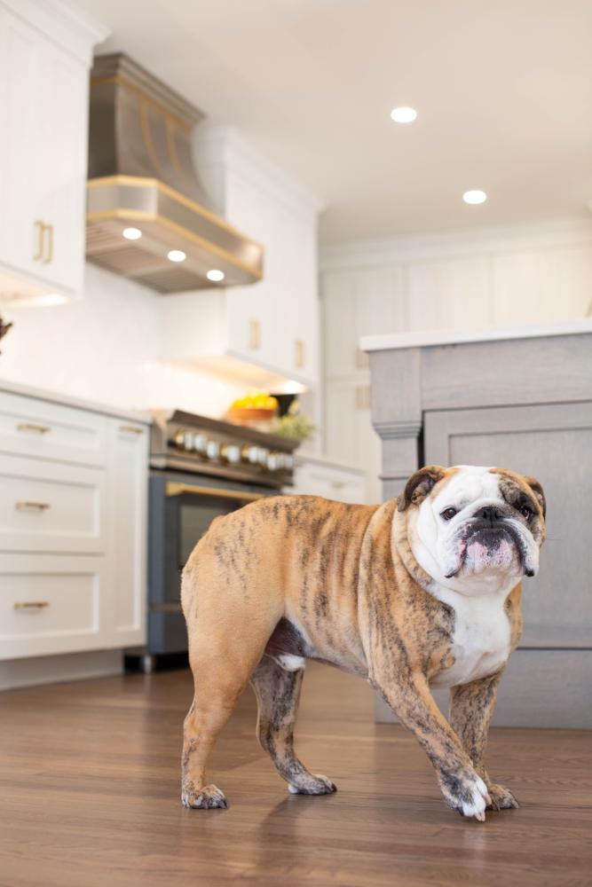 dog in a kitchen